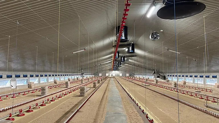 Broiler Farm 2023 3