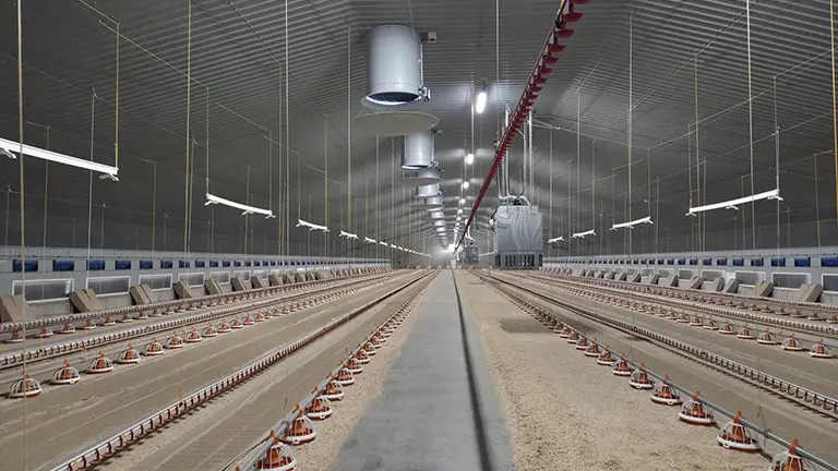 Broiler Oxfordshire 2025a